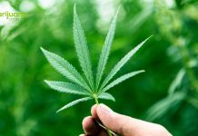 Medical Marijuana in Connecticut