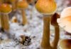 Canada allow substance of magic mushrooms to treat depression with psilocybin