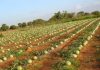 Watermelon Cultivation information
