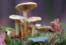 Edible shrooms in woods