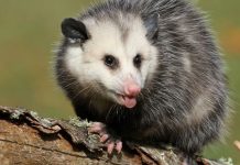 How To Implement Possum Control