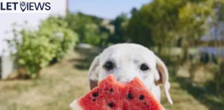 Can Dogs Eat Watermelon Seeds